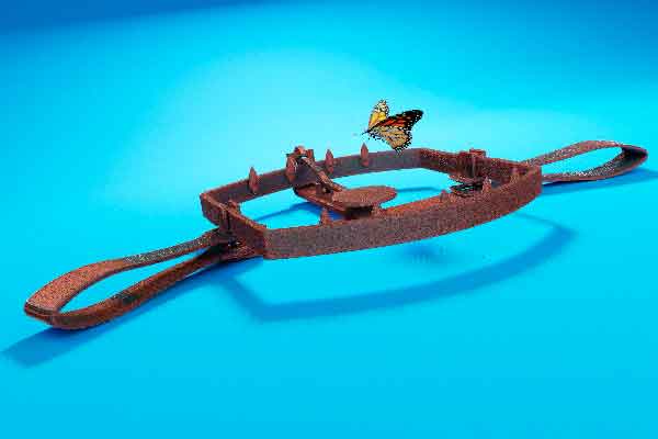 Butterfly in a Bear Trap on Blue Background stock photo